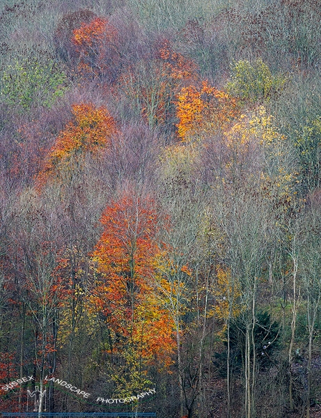 slides/Woodland Colours.jpg trees,abstract,autumn,colours,beech,trees,woods,cold,downland,,west,sussex,simon,parsons Woodland Colours